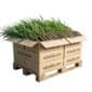 Riet 2000 planten