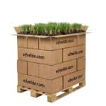 Lisdodde 2000 planten