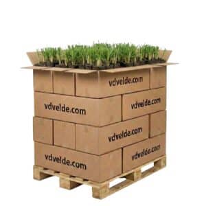 Lisdodde 2000 planten