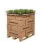 Lisdodde 2000 planten