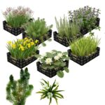 Inheems Waterplanten Pakket 10.000-15.000L Inheems Waterplanten Pakket 10.000-15.000L