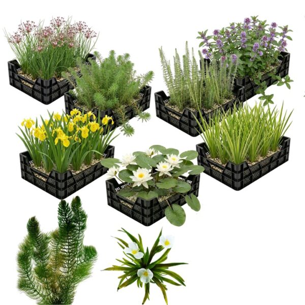 Inheems Waterplanten Pakket 10.000-15.000L Inheems Waterplanten Pakket 10.000-15.000L