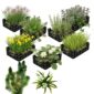 Inheems Waterplanten Pakket 10.000-15.000L