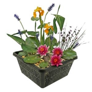 Mini vijverset Rood