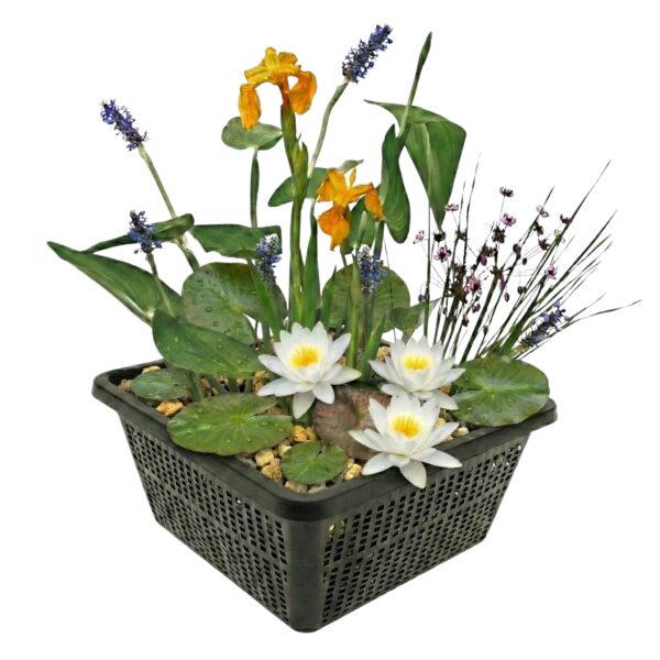 Mini vijverset Wit Mini-Teichset Weiß