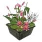 Mini vijverset Roze