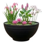 Mini Vijver Roze