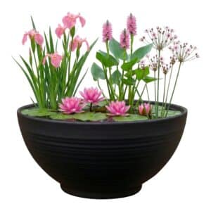 Mini Vijver Roze