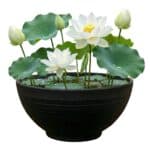 Mini Vijver Witte Lotus