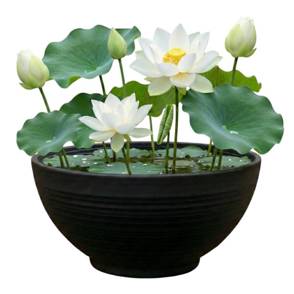 Mini Vijver Witte Lotus