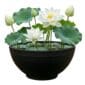 Mini Vijver Witte Lotus