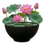 Mini Vijver Lotus