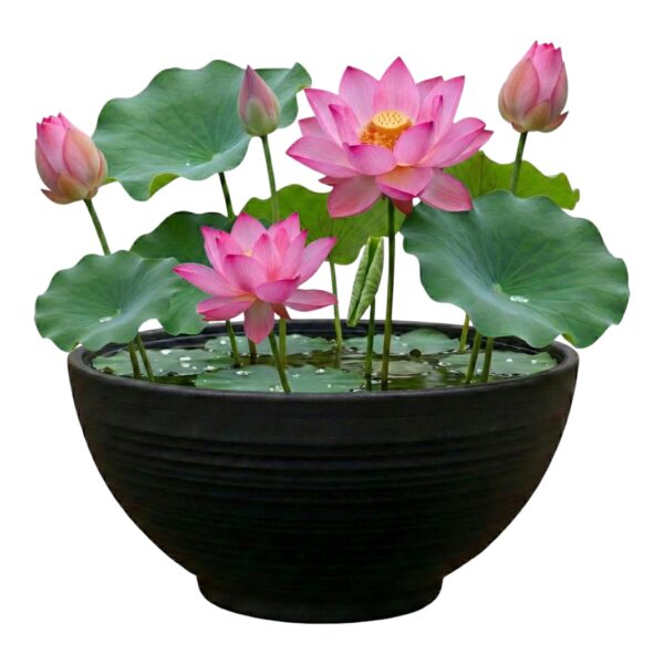 Mini Vijver Lotus Mini Vijver Lotus
