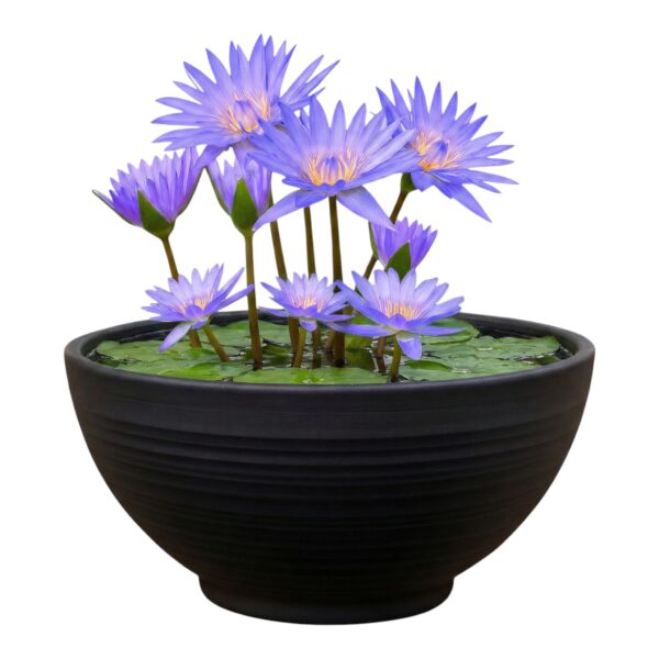 Mini Vijver Blauwe Waterlelie Mini Vijver Blauwe Waterlelie
