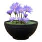 Mini Vijver Blauwe Waterlelie