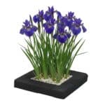 Planteneiland Blauwe lis
