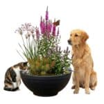 PET POND Buiten Waterbak Drinkbak voor Hond Kat Vogels PET POND Buiten Waterbak Drinkbak voor Hond Kat Vogels
