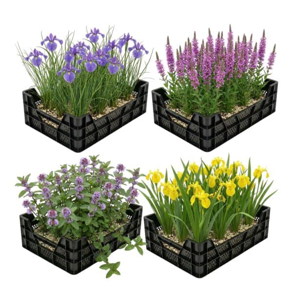 Moerasplanten Vijverkratten 4 stuks Moerasplanten Vijverkratten 4 stuks