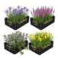 Moerasplanten Vijverkratten 4 stuks