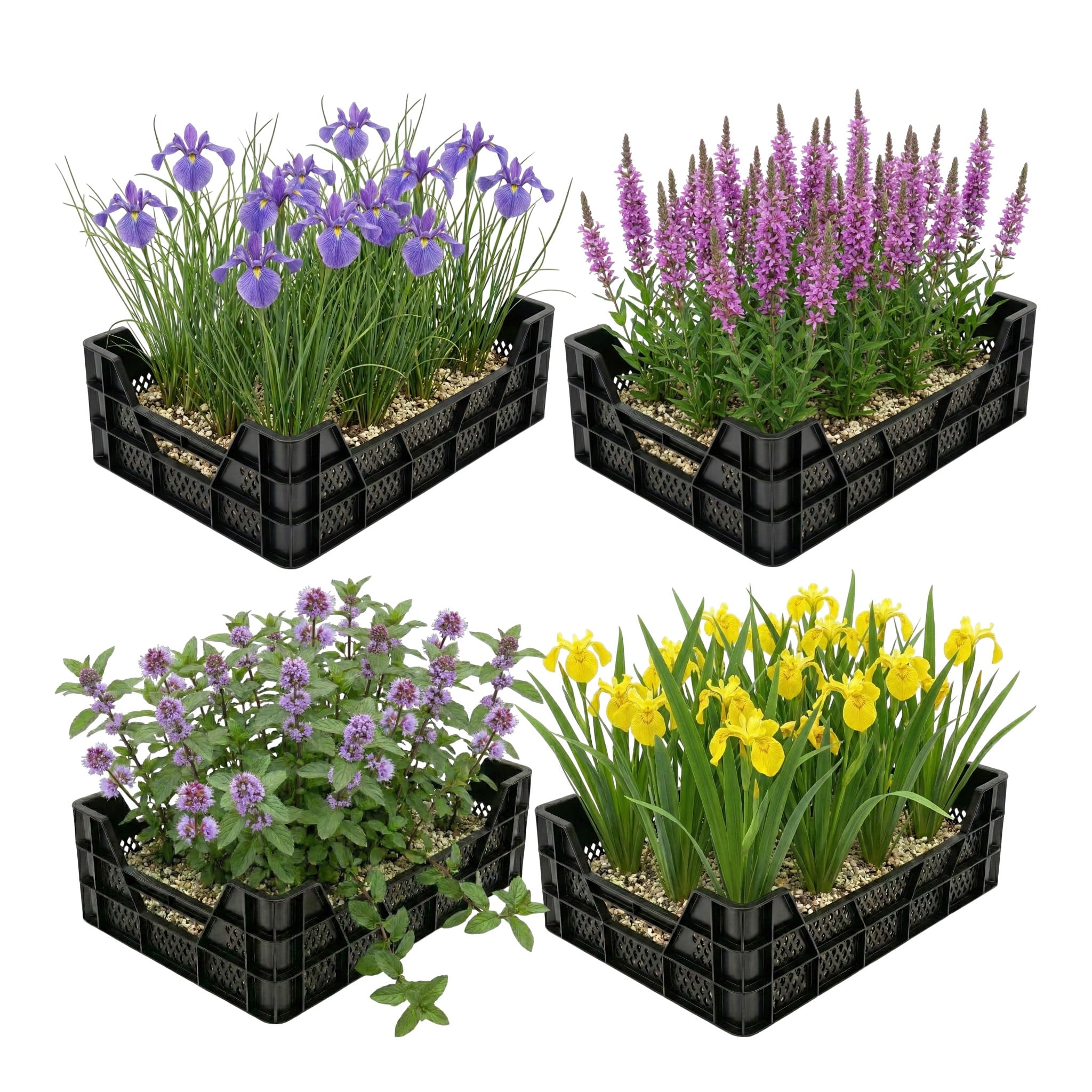 Moerasplanten Vijverkratten 4 stuks Moerasplanten Vijverkratten 4 stuks