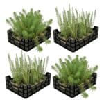 Zuurstofplanten Vijverkratten 4 stuks