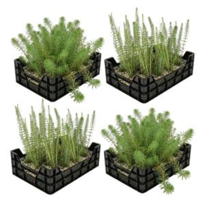 Zuurstofplanten Vijverkratten 4 stuks