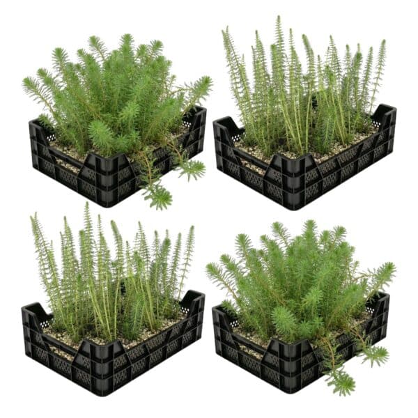 Zuurstofplanten Vijverkratten 4 stuks Zuurstofplanten Vijverkratten 4 stuks