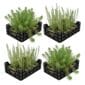 Zuurstofplanten Vijverkratten 4 stuks