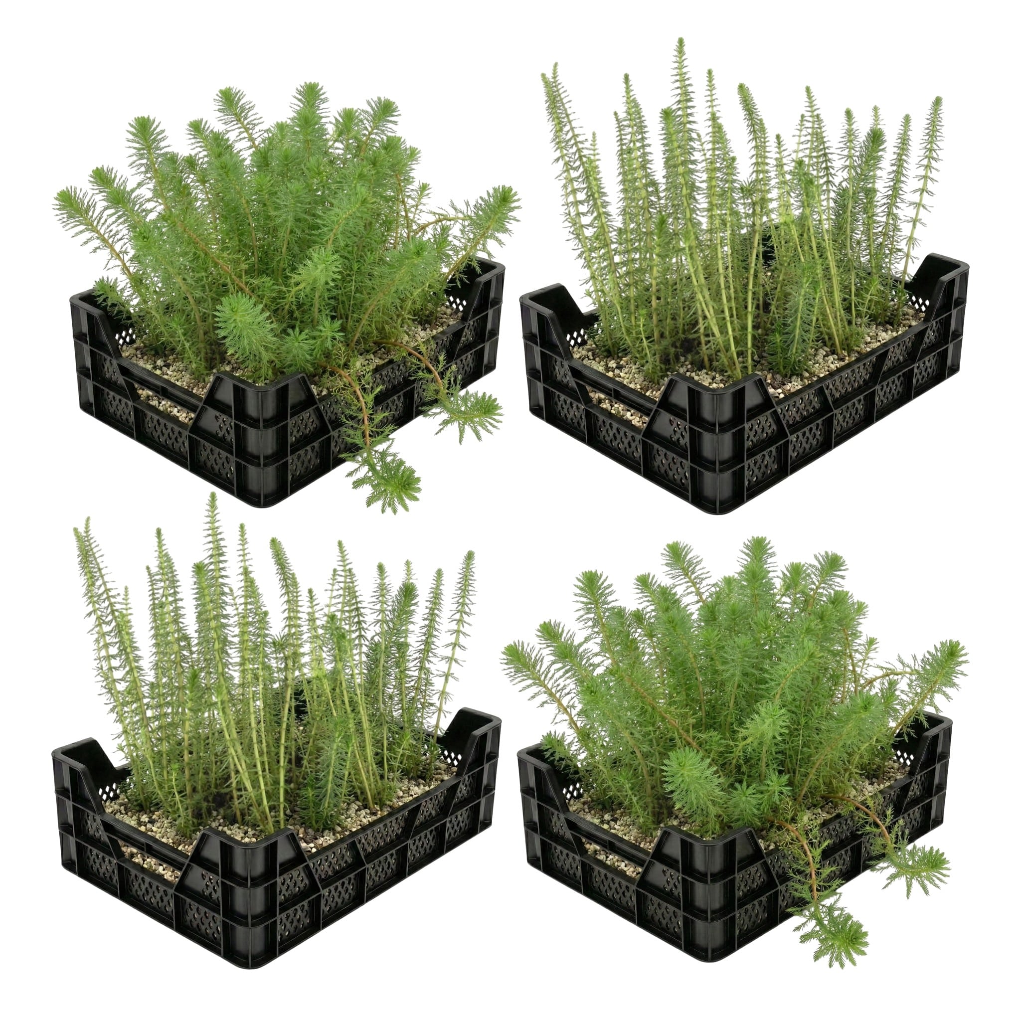 Zuurstofplanten Vijverkratten 4 stuks Zuurstofplanten Vijverkratten 4 stuks