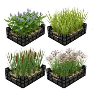 Waterplanten Vijverkratten 4 stuks