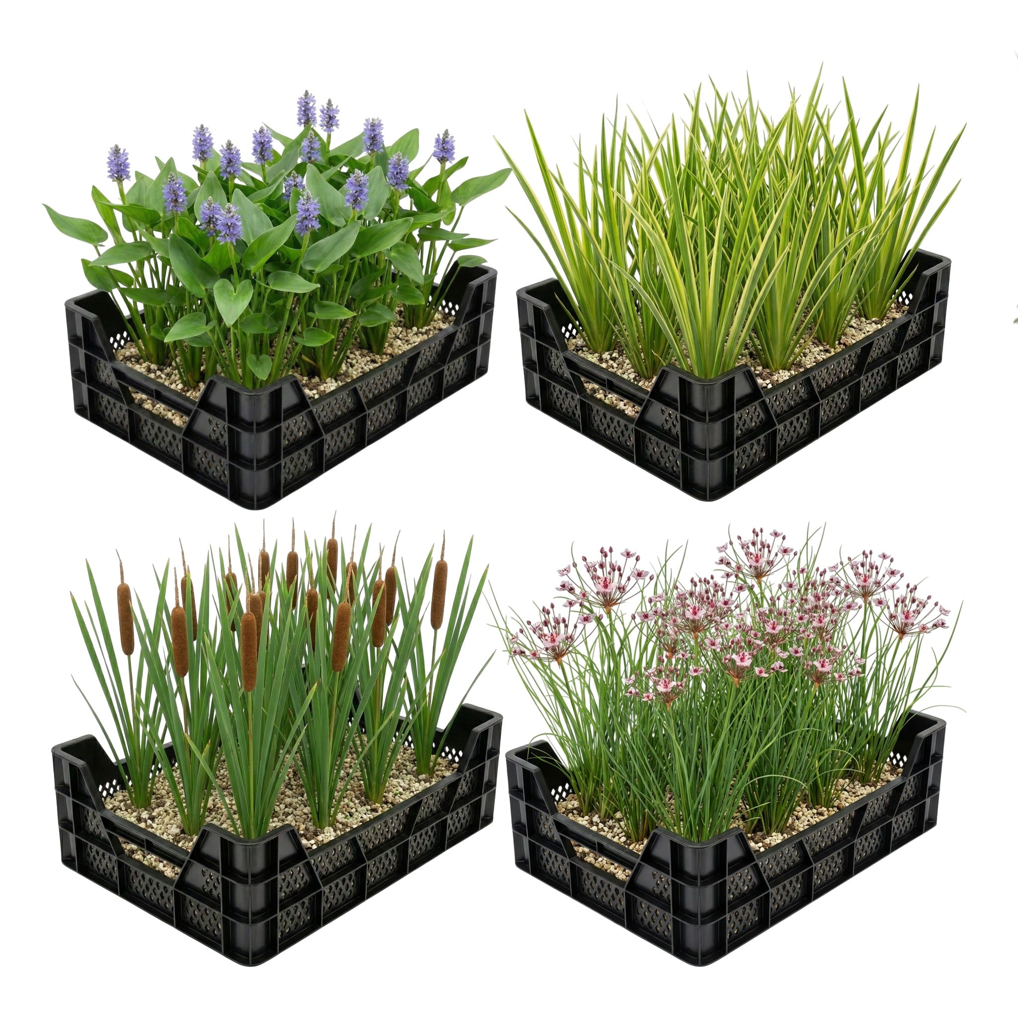 Waterplanten Vijverkratten 4 stuks Waterplanten Vijverkratten 4 stuks
