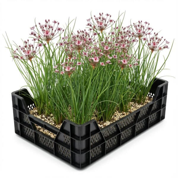Zwanenbloem Vijverkrat Zwanenbloem Vijverkrat