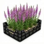 Lythrum