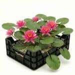 Teichkorb mit rosa Seerosen