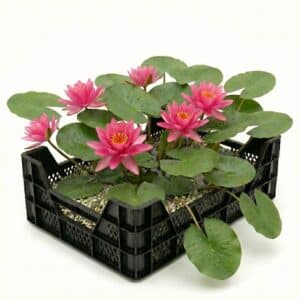Roze Waterlelie Vijverkrat