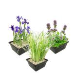 Moeras- en Waterplanten Pakket 100-400L