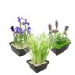 Moeras- en Waterplanten Pakket 100-400L