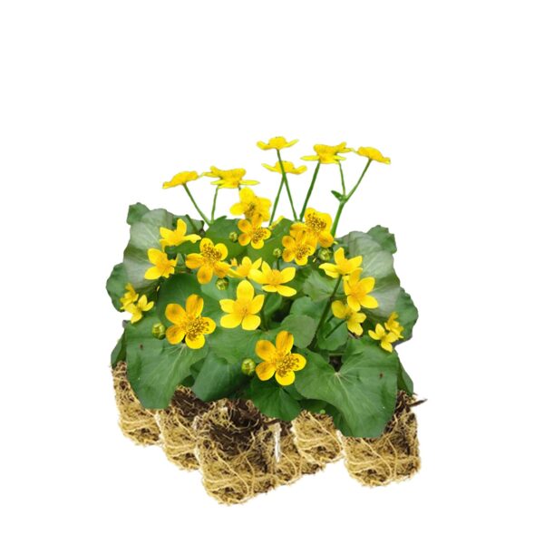 Dotterbloem 15 planten Dotterbloem 15 planten