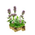 Mentha sadzonek