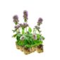 Mentha sadzonek