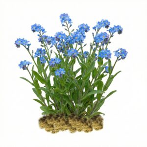 Moerasvergeet mij nietje 15 planten