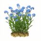 Moerasvergeet mij nietje 15 planten