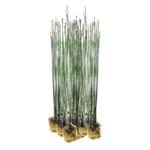 Holpijp 15 planten