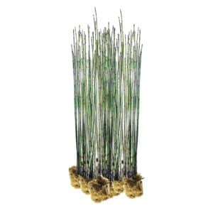 Holpijp 15 planten