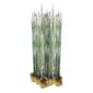 Holpijp 15 planten