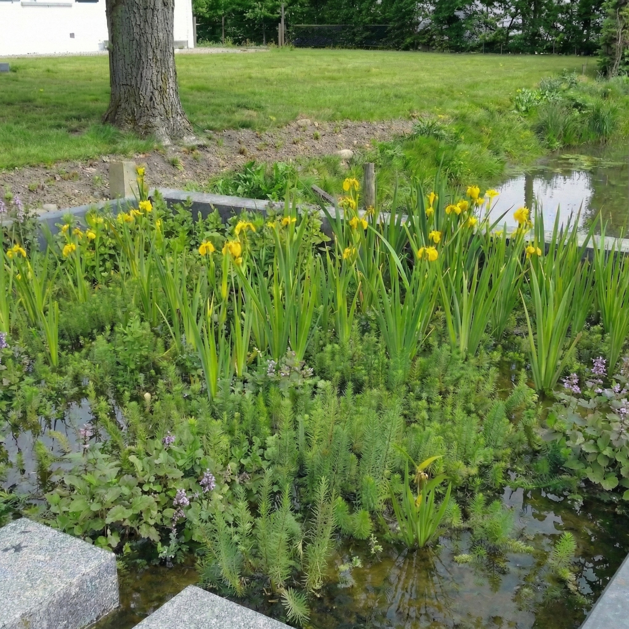 Filterplanten pakket