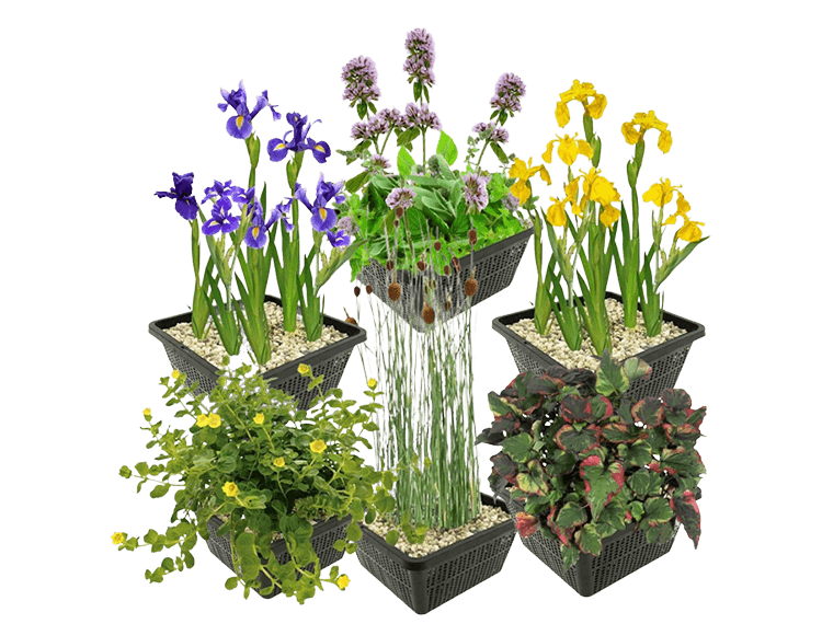 moerasplanten Moerasplanten