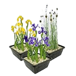 Moerasplanten