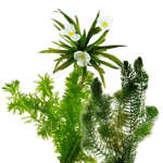 stap 2 zuurstofplanten