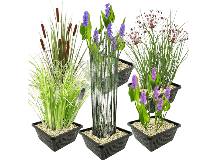 waterplanten Waterplanten